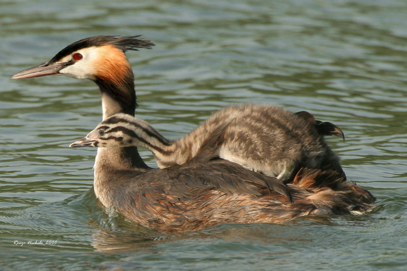 Svasso maggiore - Podiceps cristatus